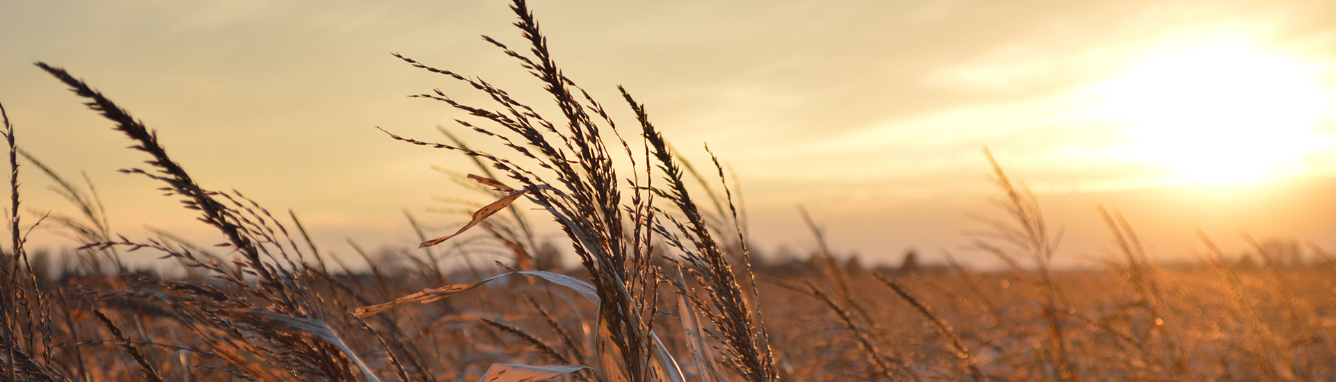 TRUSTB – Building On Strong Foundations sunset corn - TRUSTB – Building On Strong Foundations